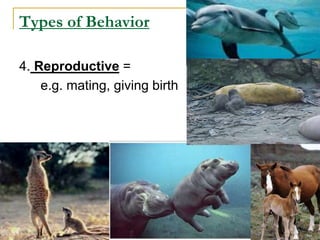 Types of Behavior
4. Reproductive =
e.g. mating, giving birth
 