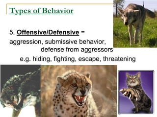 Types of Behavior
5. Offensive/Defensive =
aggression, submissive behavior,
defense from aggressors
e.g. hiding, fighting, escape, threatening
 