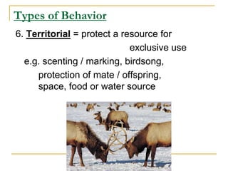 Types of Behavior
6. Territorial = protect a resource for
exclusive use
e.g. scenting / marking, birdsong,
protection of mate / offspring,
space, food or water source
 