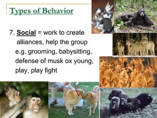 Types of Behavior
7. Social = work to create
alliances, help the group
e.g. grooming, babysitting,
defense of musk ox young,
play, play fight
 