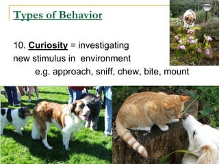 Types of Behavior
10. Curiosity = investigating
new stimulus in environment
e.g. approach, sniff, chew, bite, mount
 