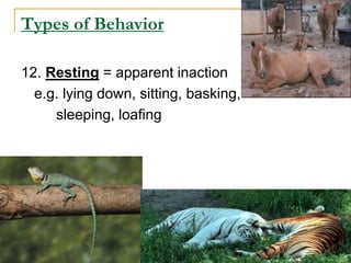 Types of Behavior
12. Resting = apparent inaction
e.g. lying down, sitting, basking,
sleeping, loafing
 