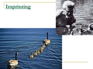 Imprinting
 