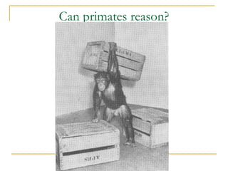 Can primates reason?
 