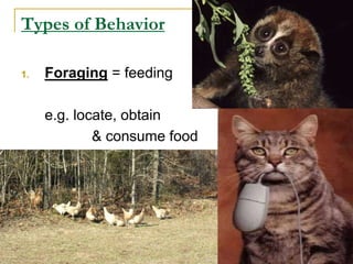 Types of Behavior
1. Foraging = feeding
e.g. locate, obtain
& consume food
 
