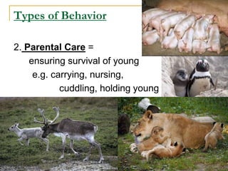 Types of Behavior
2. Parental Care =
ensuring survival of young
e.g. carrying, nursing,
cuddling, holding young
 