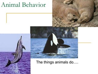 Animal Behavior
The things animals do….
 