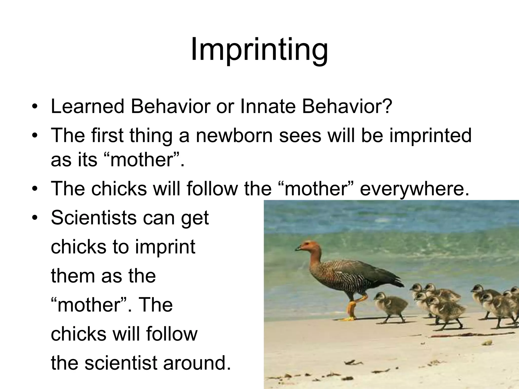 Animal Behavior.ppt