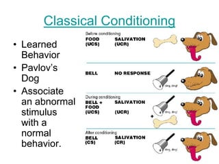 Classical Conditioning
• Learned
Behavior
• Pavlov’s
Dog
• Associate
an abnormal
stimulus
with a
normal
behavior.
 