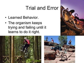 Trial and Error
• Learned Behavior.
• The organism keeps
trying and failing until it
learns to do it right.
 