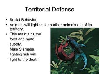 Territorial Defense
• Social Behavior.
• Animals will fight to keep other animals out of its
territory.
• This maintains the
food and mate
supply.
Male Siamese
fighting fish will
fight to the death.
 