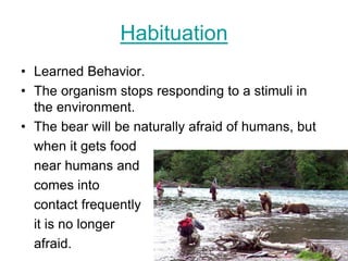 Habituation
• Learned Behavior.
• The organism stops responding to a stimuli in
the environment.
• The bear will be naturally afraid of humans, but
when it gets food
near humans and
comes into
contact frequently
it is no longer
afraid.
 