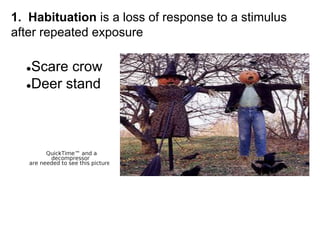 1. Habituation is a loss of response to a stimulus
after repeated exposure
●Scare crow
●Deer stand
 