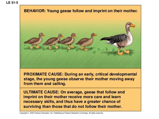 proximate and ultimate causes of behaviour slideshare