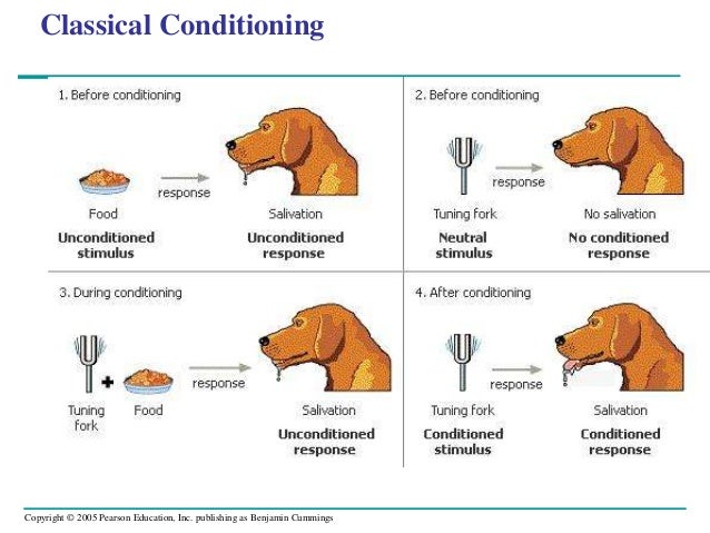 Animal behavior 2012 2013