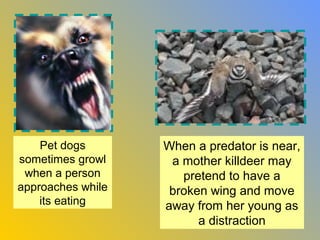 Pet dogs       When a predator is near,
sometimes growl     a mother killdeer may
 when a person        pretend to have a
approaches while    broken wing and move
    its eating     away from her young as
                         a distraction
 