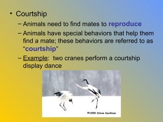 • Courtship
  – Animals need to find mates to reproduce
  – Animals have special behaviors that help them
    find a mate; these behaviors are referred to as
    “courtship”
  – Example: two cranes perform a courtship
    display dance
 