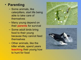 • Parenting
  – Some animals, like
    caterpillars, start life being
    able to take care of
    themselves
  – Many young depend on
    their parents for survival
  – Some adult birds bring
    food to their young
    because they cannot feed
    themselves
  – Other animals, like the
    killer whale, spend years
    teaching their young how
    to hunt for food
 