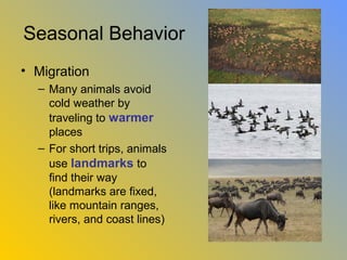 Seasonal Behavior
• Migration
  – Many animals avoid
    cold weather by
    traveling to warmer
    places
  – For short trips, animals
    use landmarks to
    find their way
    (landmarks are fixed,
    like mountain ranges,
    rivers, and coast lines)
 