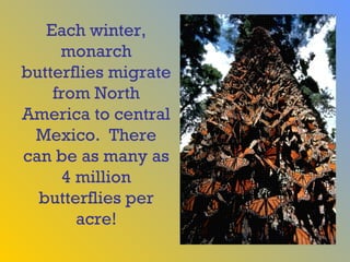 Each winter,
     monarch
butterflies migrate
    from North
America to central
 Mexico. There
can be as many as
      4 million
  butterflies per
        acre!
 