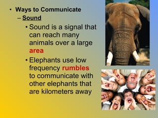 • Ways to Communicate
  – Sound
    • Sound is a signal that
      can reach many
      animals over a large
      area
    • Elephants use low
      frequency rumbles
      to communicate with
      other elephants that
      are kilometers away
 