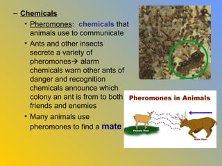 – Chemicals
   • Pheromones: chemicals that
     animals use to communicate
   • Ants and other insects
     secrete a variety of
     pheromones alarm
     chemicals warn other ants of
     danger and recognition
     chemicals announce which
     colony an ant is from to both
     friends and enemies
   • Many animals use
     pheromones to find a mate
 