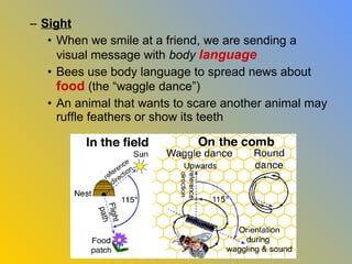 – Sight
   • When we smile at a friend, we are sending a
     visual message with body language
   • Bees use body language to spread news about
     food (the “waggle dance”)
   • An animal that wants to scare another animal may
     ruffle feathers or show its teeth
 