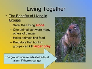 Living Together
• The Benefits of Living in
  Groups
    – Safer than living alone
    – One animal can warn many
      others of danger
    – Helps animals find food
    – Predators that hunt in
      groups can kill larger prey


The ground squirrel whistles a loud
      alarm if there’s danger
 