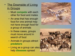 • The Downside of Living
  in Groups
  – Must compete with each
    other for food and mates
  – An area that has enough
    food for one animal may
    not have enough food for
    a group of animals
  – In these cases, groups
    must move around in
    search of food
  – Animals in groups attract
    predators
  – Living as a group can also
    help diseases spread
 