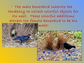• The male bowerbird inherits the
tendency to collect colorful objects for
   its nest. These colorful additions
 attract the female bowerbird to be his
                 mate!
 