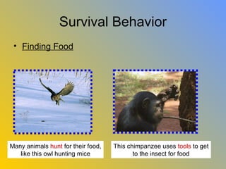 Survival Behavior
 • Finding Food




Many animals hunt for their food,   This chimpanzee uses tools to get
   like this owl hunting mice              to the insect for food
 