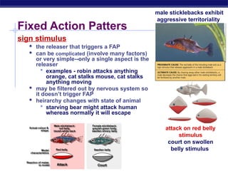 Animal Behavior Lecture for High School Zoology | PPTX