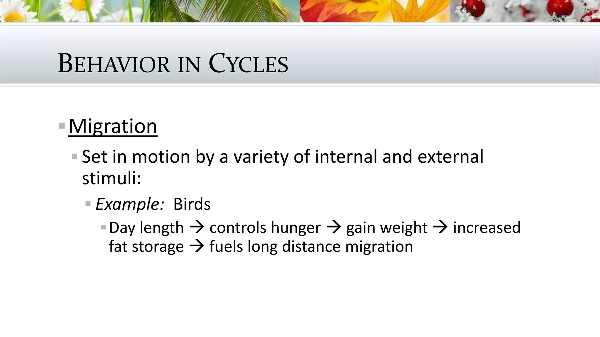BEHAVIOR IN CYCLES
Migration
 Set in motion by a variety of internal and external
stimuli:
 Example: Birds
Day length  controls hunger  gain weight  increased
fat storage  fuels long distance migration
 