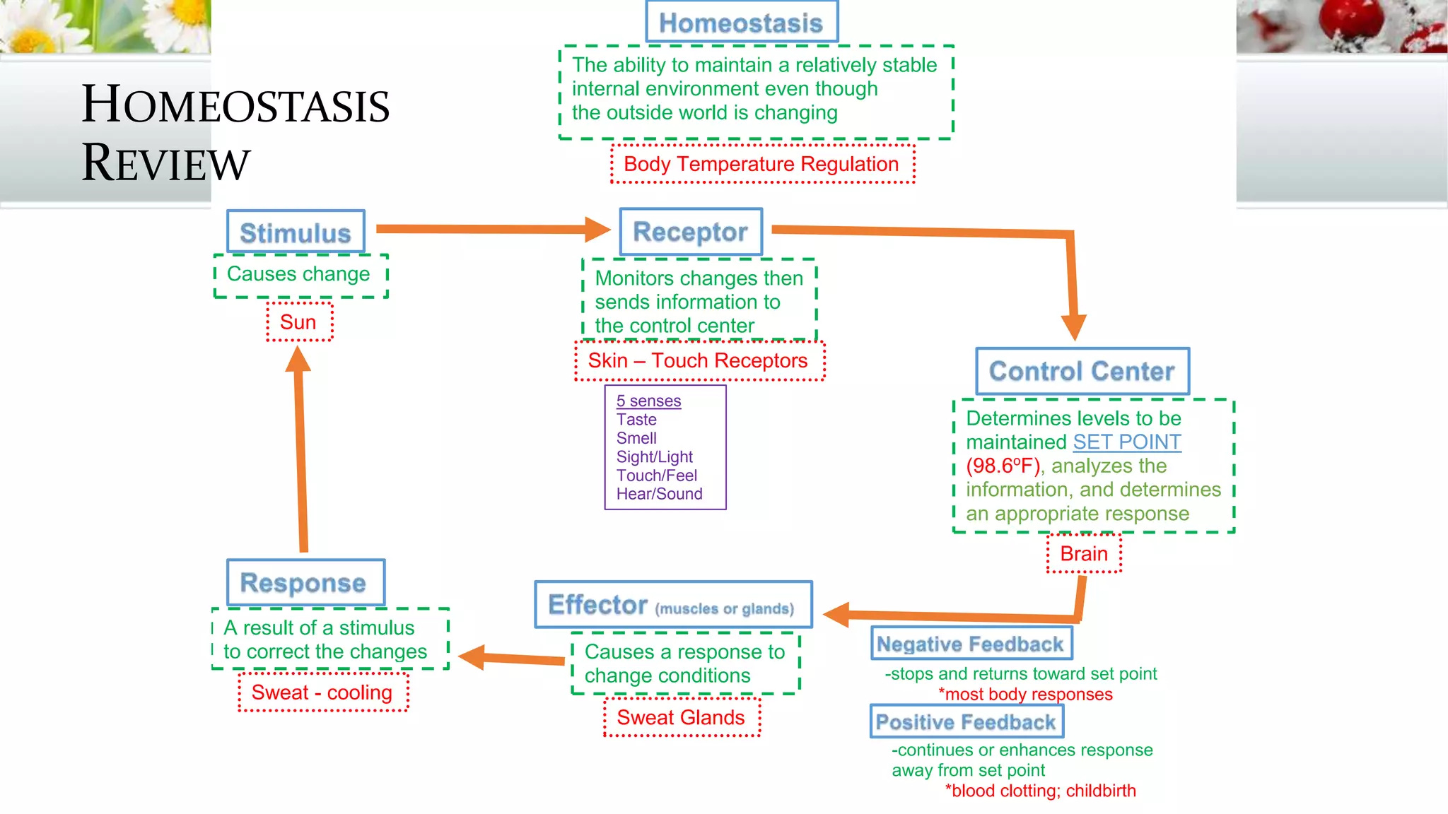 -continues or enhances response
away from set point
*blood clotting; childbirth
-stops and returns toward set point
*most body responses
The ability to maintain a relatively stable
internal environment even though
the outside world is changing
Body Temperature Regulation
Causes change
Sun
Monitors changes then
sends information to
the control center
Skin – Touch Receptors
5 senses
Taste
Smell
Sight/Light
Touch/Feel
Hear/Sound
Determines levels to be
maintained SET POINT
(98.6o
F), analyzes the
information, and determines
an appropriate response
Brain
Causes a response to
change conditions
Sweat Glands
A result of a stimulus
to correct the changes
Sweat - cooling
HOMEOSTASIS
REVIEW
 