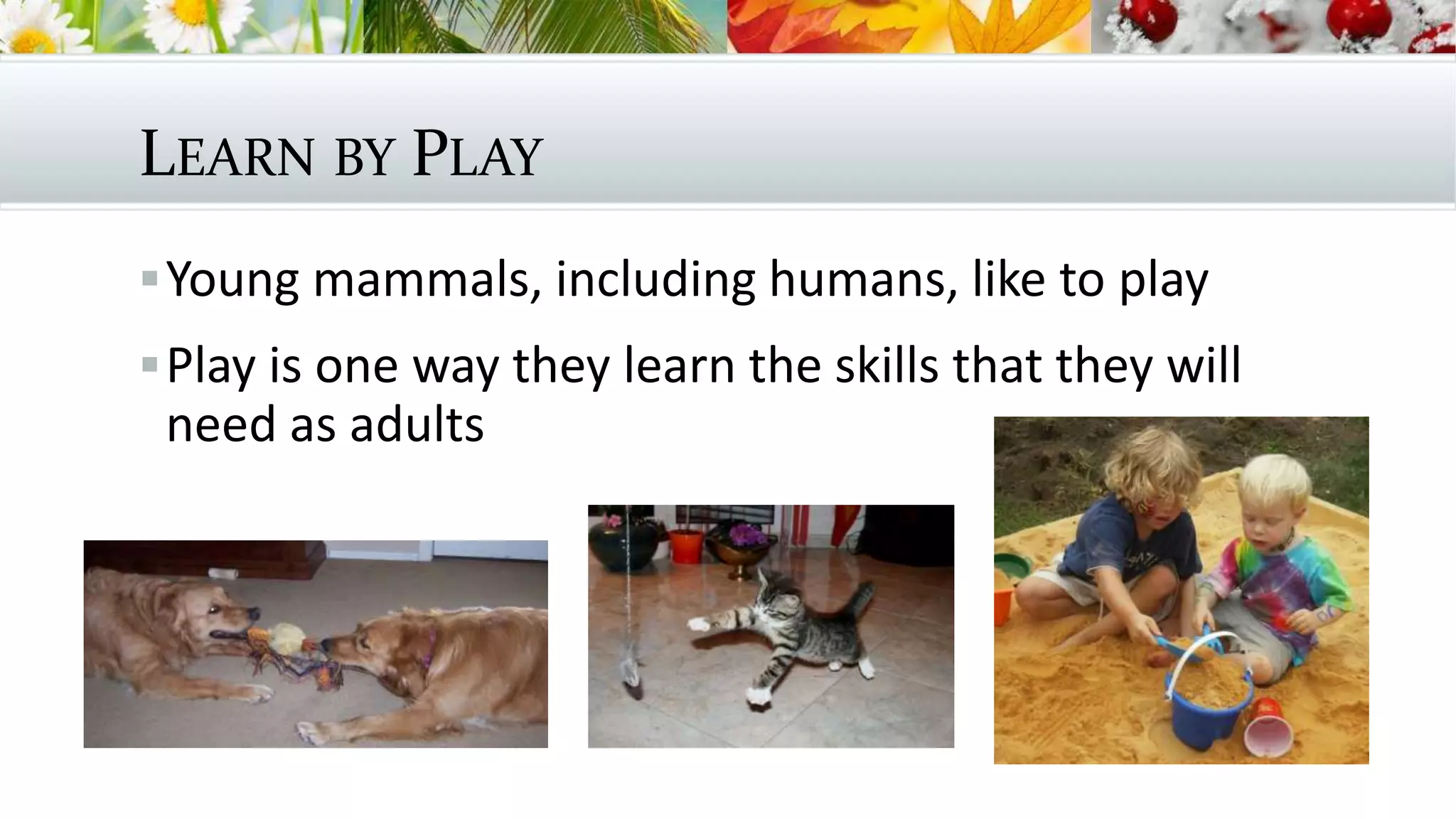 LEARN BY PLAY
Young mammals, including humans, like to play
Play is one way they learn the skills that they will
need as adults
 