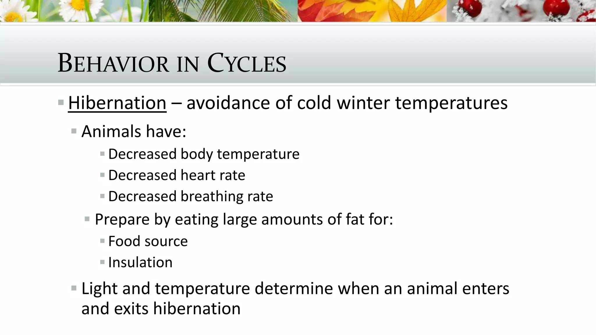 BEHAVIOR IN CYCLES
Hibernation – avoidance of cold winter temperatures
 Animals have:
 Decreased body temperature
 Decreased heart rate
 Decreased breathing rate
 Prepare by eating large amounts of fat for:
 Food source
 Insulation
 Light and temperature determine when an animal enters
and exits hibernation
 