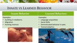 INNATE VS LEARNED BEHAVIOR
Innate Behavior Learned Behaviors
Examples:
• Suckling in newborns
• Migration
• Hunting instincts
Examples:
• Language acquisition
• Social Skills
• Domesticated behavior in pets
• Trained dolphins
 