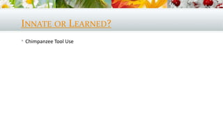 INNATE OR LEARNED?
 Chimpanzee Tool Use
 