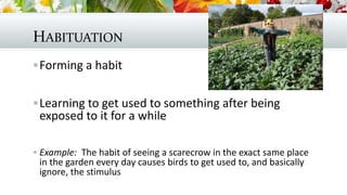 HABITUATION
Forming a habit
Learning to get used to something after being
exposed to it for a while
 Example: The habit of seeing a scarecrow in the exact same place
in the garden every day causes birds to get used to, and basically
ignore, the stimulus
 