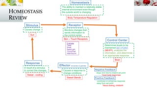 -continues or enhances response
away from set point
*blood clotting; childbirth
-stops and returns toward set point
*most body responses
The ability to maintain a relatively stable
internal environment even though
the outside world is changing
Body Temperature Regulation
Causes change
Sun
Monitors changes then
sends information to
the control center
Skin – Touch Receptors
5 senses
Taste
Smell
Sight/Light
Touch/Feel
Hear/Sound
Determines levels to be
maintained SET POINT
(98.6o
F), analyzes the
information, and determines
an appropriate response
Brain
Causes a response to
change conditions
Sweat Glands
A result of a stimulus
to correct the changes
Sweat - cooling
HOMEOSTASIS
REVIEW
 