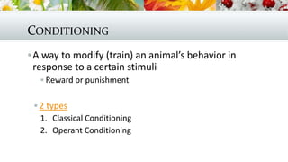 CONDITIONING
A way to modify (train) an animal’s behavior in
response to a certain stimuli
 Reward or punishment
 2 types
1. Classical Conditioning
2. Operant Conditioning
 