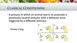 CLASSICAL CONDITIONING
A process in which an animal learns to associate a
previously neutral stimulus with a behavior once
triggered by a different stimulus
 Pavlov’s Dog
 