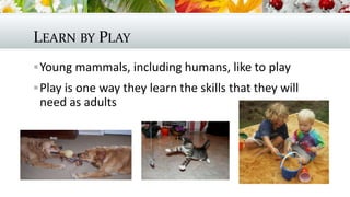 LEARN BY PLAY
Young mammals, including humans, like to play
Play is one way they learn the skills that they will
need as adults
 