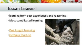 INSIGHT LEARNING
learning from past experiences and reasoning
Most complicated learning
Dog Insight Learning
Octopus Tool Use
 