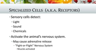 SPECIALIZED CELLS (A.K.A. RECEPTORS)
Sensory cells detect:
 Light
 Sound
 Chemicals
Activate the animal’s nervous system.
 May cause adrenaline release
 “Fight-or-Flight” Nervous System
 Muscles activated
 