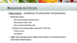BEHAVIOR IN CYCLES
Hibernation – avoidance of cold winter temperatures
 Animals have:
 Decreased body temperature
 Decreased heart rate
 Decreased breathing rate
 Prepare by eating large amounts of fat for:
 Food source
 Insulation
 Light and temperature determine when an animal enters
and exits hibernation
 