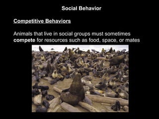 Social Behavior
Competitive Behaviors
Animals that live in social groups must sometimes
compete for resources such as food, space, or mates
 