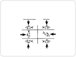 Animal behavior powerpoint | PPT