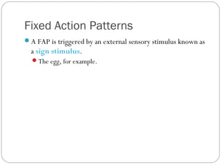 Fixed Action Pattern Behavior Animal behavior powerpoint | PPT