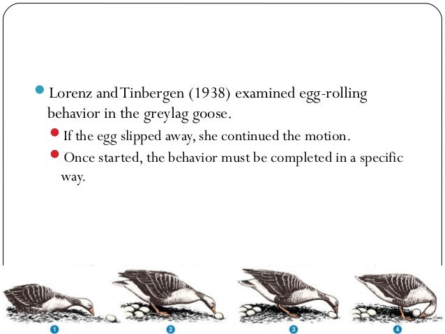 Animal Behavior Powerpoint Stunning Fixed Action Pattern Definition Animal Behavior Powerpoint Stunning Fixed Action Pattern Definition